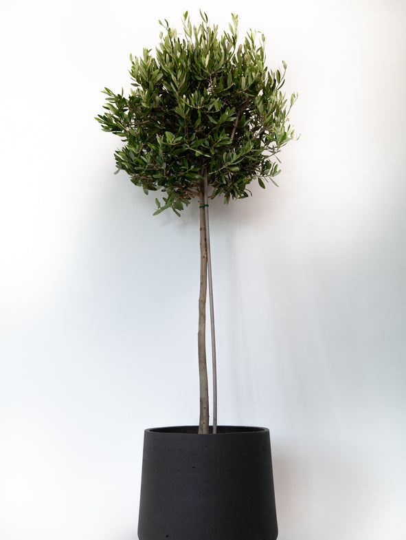 Olive Tree & Australian Daisy